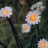 5pk LED Daisy Pathfinder Lights