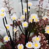 5pk LED Daisy Pathfinder Lights